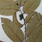 Annona hypoglauca