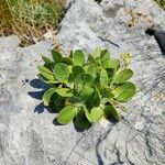 Primula auricula Feuille