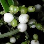 Notopleura anomothyrsa Fruit