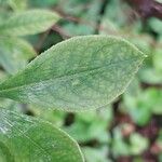 Rhododendron atlanticum Hoja