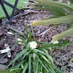 Muscari aucheri Flower