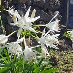 Pancratium canariense Žiedas