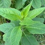 Helianthus tuberosusLehti