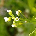 Mummenhoffia alliacea Bloem