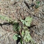 Verbascum phlomoidesLeaf