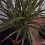 Dracaena bicolor Deilen