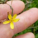 Lactuca viminea Flower