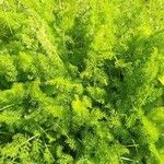 Meum athamanticum Leaf