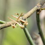 Tridactyle filifolia Blomma
