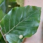 Fagus sylvatica Leaf