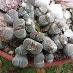 Lithops salicola Virág