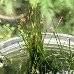 Eleocharis parvula Habit