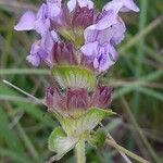 Prunella hyssopifolia Çiçek