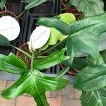 Philodendron bipennifolium Folha