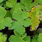 Geranium renardii Leaf