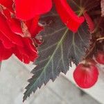 Begonia grandis Leaf