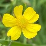 Ranunculus flammula Fula