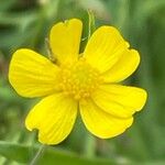 Ranunculus flammula 花