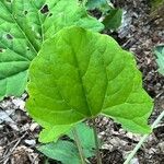 Arnoglossum atriplicifolium Leaf