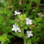 Thymus vulgaris ফুল