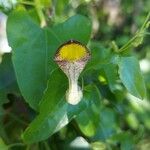 Aristolochia triangularis Kvet