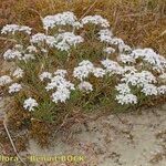 Iberis procumbens Habitat