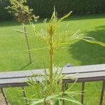 Artemisia biennis Foglia
