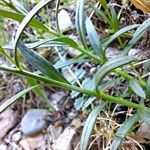 Polygala calcarea 叶