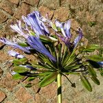 Agapanthus africanus Flower