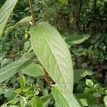 Viburnum rhytidophyllumLeaf