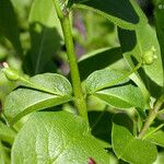 Lonicera conjugialis Leaf