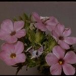 Phlox diffusa Цветок