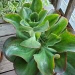 Echeveria gigantea Folio