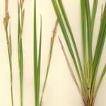Carex microcarpa Habit