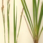 Carex microcarpa Hábito