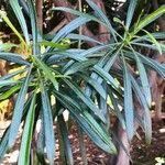 Thevetia neriifolia Hoja