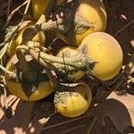 Solanum dimidiatum Owoc