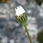 Leucanthemum graminifolium Цвят