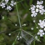 Conopodium bunioides Ovoce