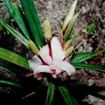 Freycinetia schlechteri ᱛᱟᱦᱮᱸ