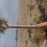 Aloe dichotoma Blatt