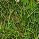 Centaurea dichroantha Habit