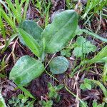 Senecio doronicum Lapas