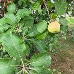 Malus sylvestris Fruit