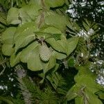 Monstera tuberculata 其他