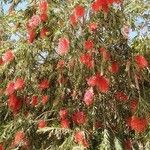 Callistemon viminalisFlor