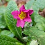 Primula × polyantha Blüte