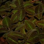 Episcia lilacina Hoja