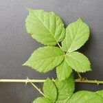 Rubus imbricatus Φύλλο