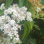 Ehretia tinifolia Hoja